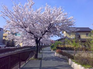 馬場川緑道の桜並木