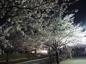 ライトアップされた馬場川緑道の桜並木