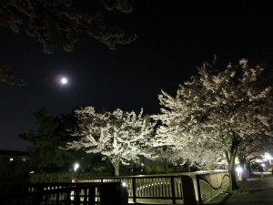 14日満月と夜桜