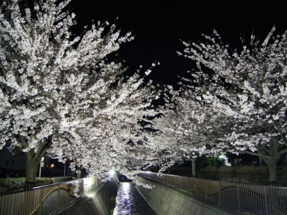 2014年4月御経塚馬場川緑道の桜