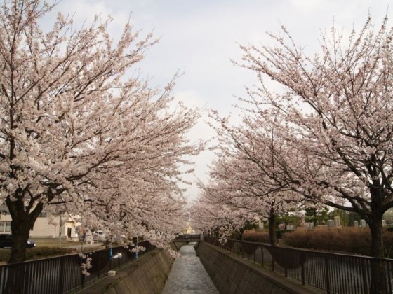 馬場川緑道の桜
