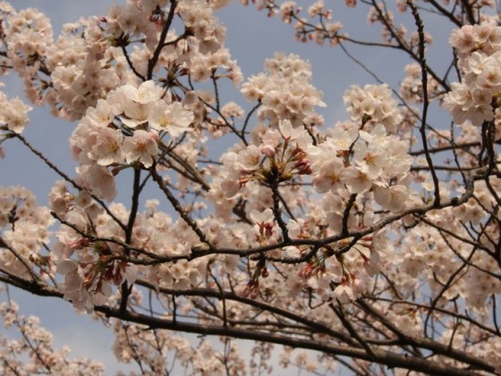 2012年4月馬場川緑道の桜