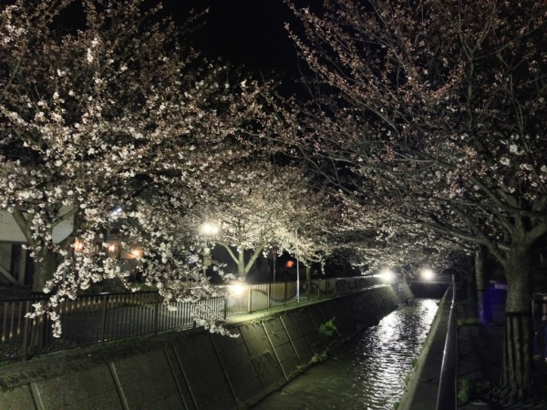 ライトアップされた馬場川緑道の桜 2014年4月3日撮影