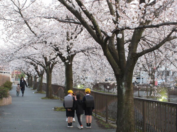 御経塚馬場川緑道 桜並木 ライトアップ
