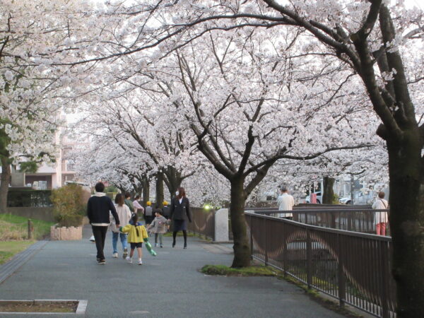 御経塚馬場川緑道 桜並木 ライトアップ