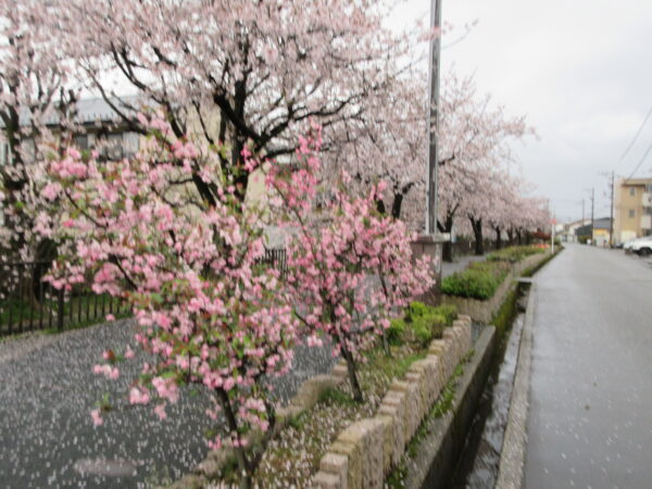 御経塚まちづくり会 馬場川緑道桜並木風景