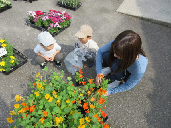 御経塚まちづくり会 4月20日 花苗無料配布